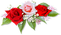 Une Rose épanouie 89781